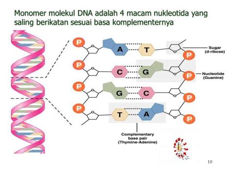 salah satu penyusun molekul dna adalah pasangan pasangan basa nitrogen  Percobaan Pembuktian DNA